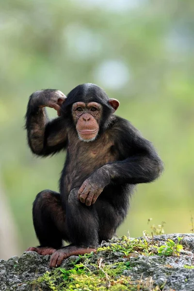 Chimpanzé Pan Troglodytes Juvenis Jovens Ocorrência África — Fotografia de Stock