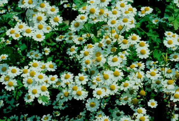Feverfew Chrysanthemum Parthenium Flowers — стоковое фото