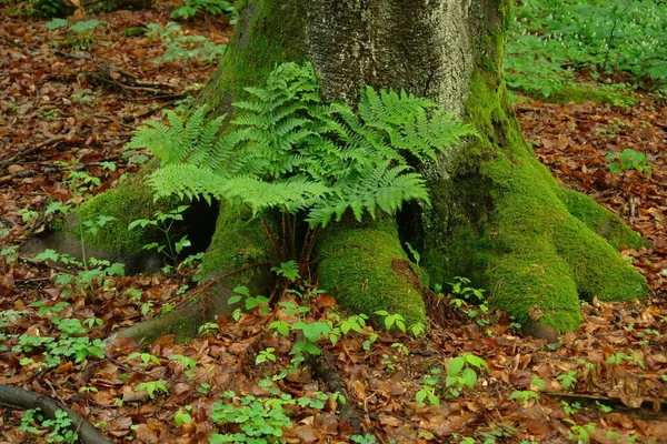 老树干中的小蕨类叶子 苔藓覆盖的 老树干中的小蕨类片 苔藓覆盖的 — 图库照片