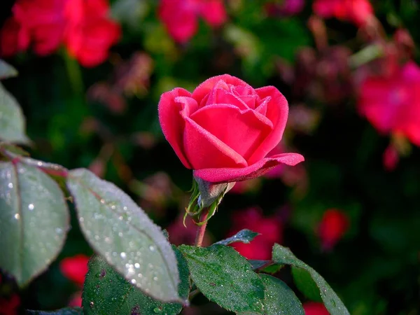 Czerwona Róża Rosą Kwiat Łodygą — Zdjęcie stockowe