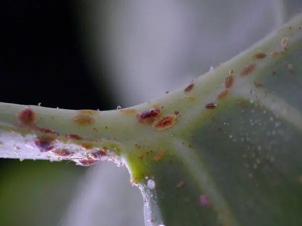 ウィンドウの葉に昆虫やココアイデアをスケールする Monstera — ストック写真