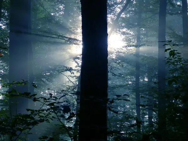 Маулз Туман Лесу Подсветкой Дождями Солнечного Света — стоковое фото