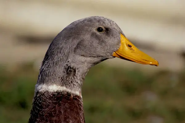 Saxon Duck 드레이크 클로즈업 — 스톡 사진