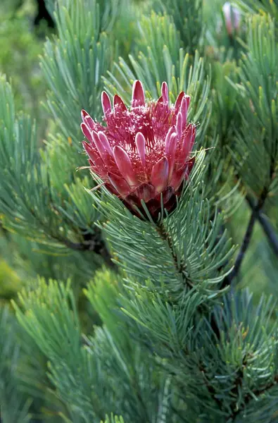 Sugarbushes Protea 또한은 케이프 Aristata 남아프리카 공화국 수풀에 또한은 케이프 — 스톡 사진