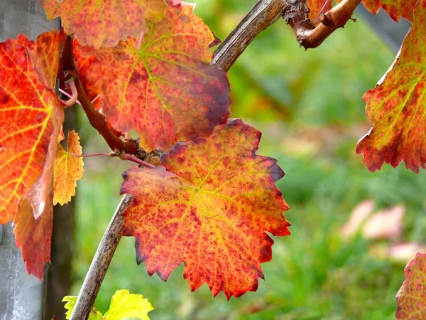 Цветные Листья Винограда Осенью Золотой Октябрь Виноградная Лоза Vitis Vinifera — стоковое фото