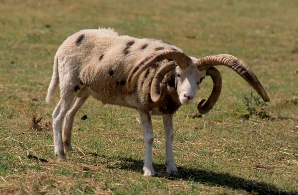 Domestic Sheep Ovis Orientalis Aries Four Horned Sheep Jacob Sheep — Stock Photo, Image