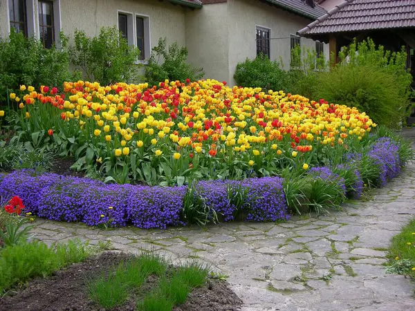 Красивий Тюльпан Цвіте Літньому Саду — стокове фото