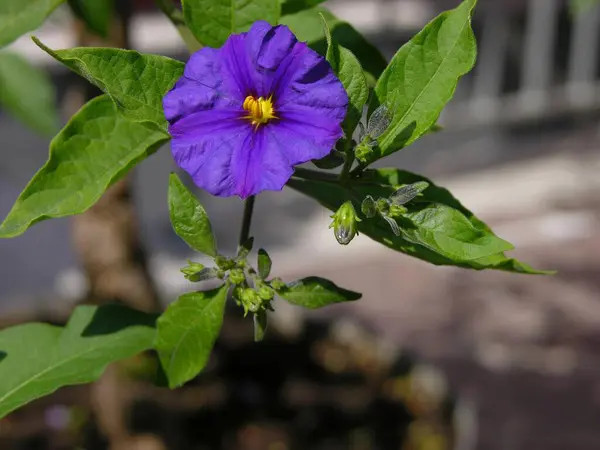 Solanum Rantonettii Gentiaanstruik Weegbree Geneeskrachtige Plant — Stockfoto