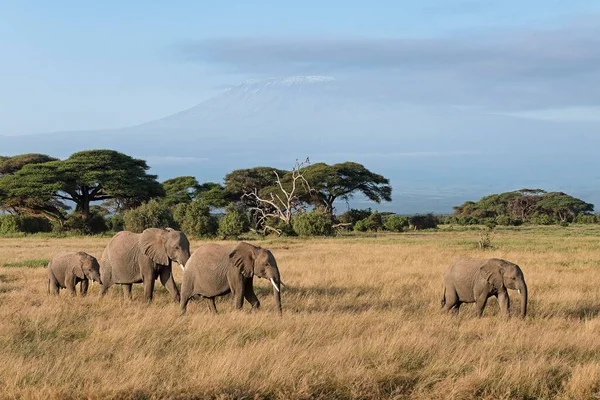 African Elephants Loxodonta Africana Front Kilimanjaro Amboseli National Park Kenya — Stock Photo, Image