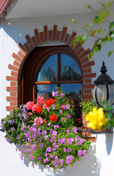 Blommor Fönstret — Stockfoto