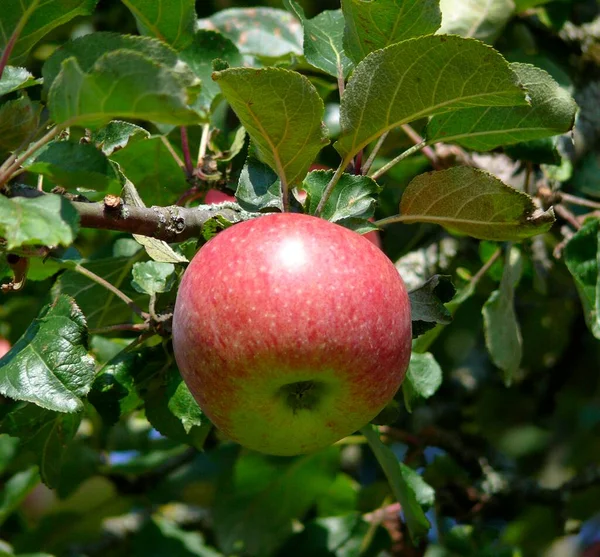 Äpplen Trädet Äppelträd Fruktträd Äng — Stockfoto