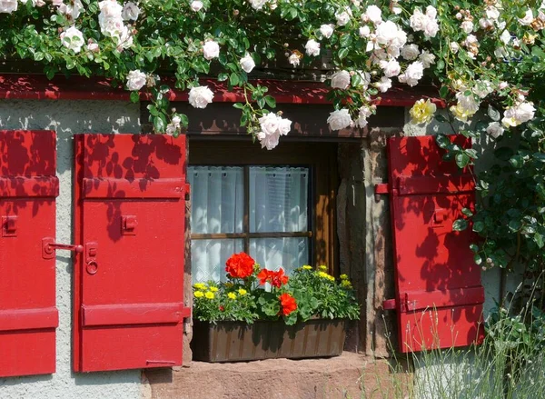 Fereastră Obloane Diverse Flori Trandafiri Alpiniști Albi — Fotografie, imagine de stoc