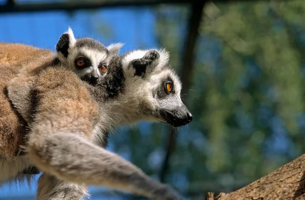 Ringsvansad Lemur Lemur Catta Halvapa Ringsvansad Lemur Med Ung Animal — Stockfoto