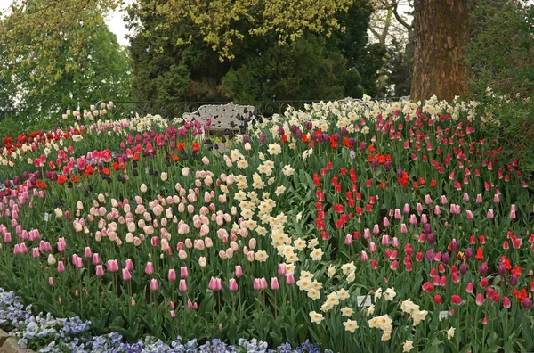 Kleurrijke Tulpen Tuin — Stockfoto