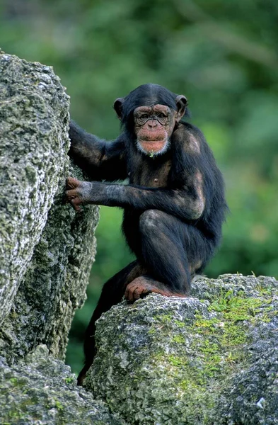 Обыкновенный Шимпанзе Pan Troglodytes Bobobo — стоковое фото
