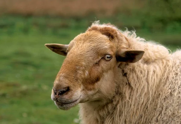 Houtland Moutons 200 Animaux Dans Monde Forêt Flamande Moutons — Photo