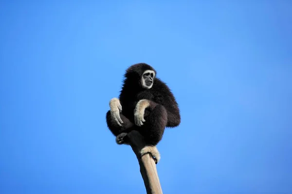 Gibbon Mains Blanches Hylobates Lar Adulte Sur Arbre Gibbon Mains — Photo