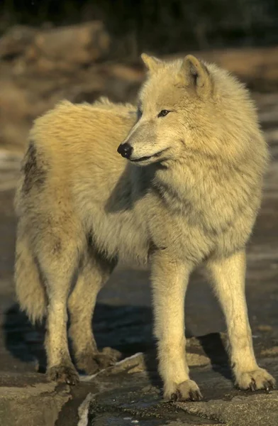 Loup Canadien Loup Arctique Canis Lupus Arctos Loup Blanc — Photo