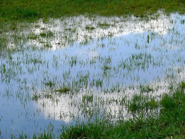 Overstroomde Weide Met Water — Stockfoto