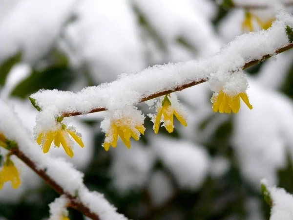 Karla Kaplı Terk Edilmiş Çiçek — Stok fotoğraf