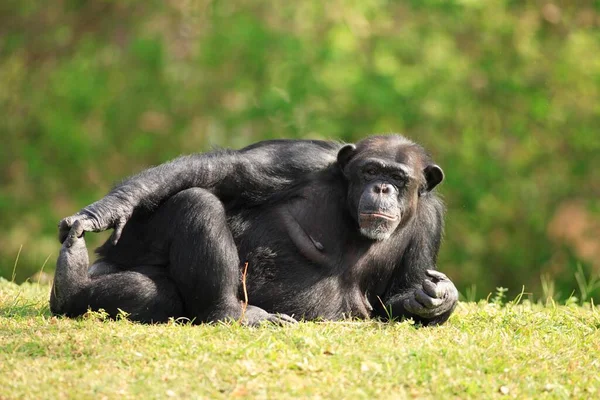 Chimpanzé Chimpanzé Pan Troglodytes Adulte Dormant Repos Occurrence Afrique Afrique — Photo