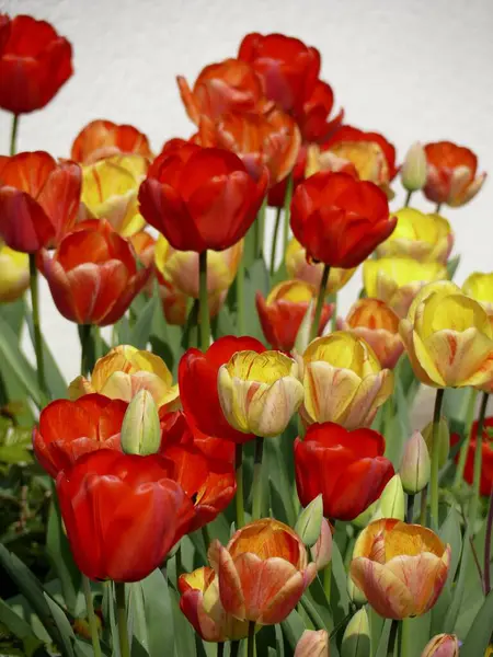 Tulip Garden Colourful Tulip Bed Tulip Tulips Garden — Stock Photo, Image