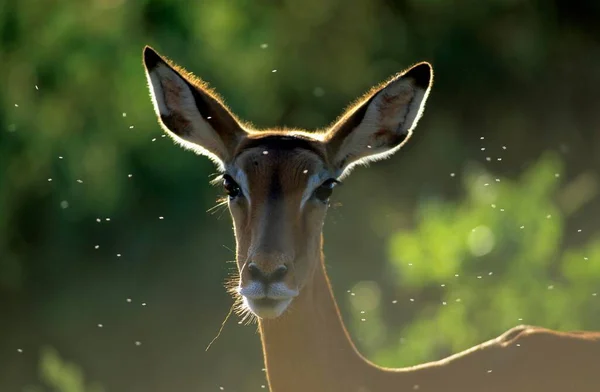 Impala Aepyceros Melampus Fekete Sarkú Antilop — Stock Fotó