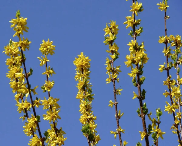Forsythia flowers, golden lilac Golden bells, pole flowers
