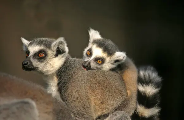 Halka Kuyruklu Lemur Lemur Catta Yarım Maymun Kuyruklu Lemur Hayvanat — Stok fotoğraf