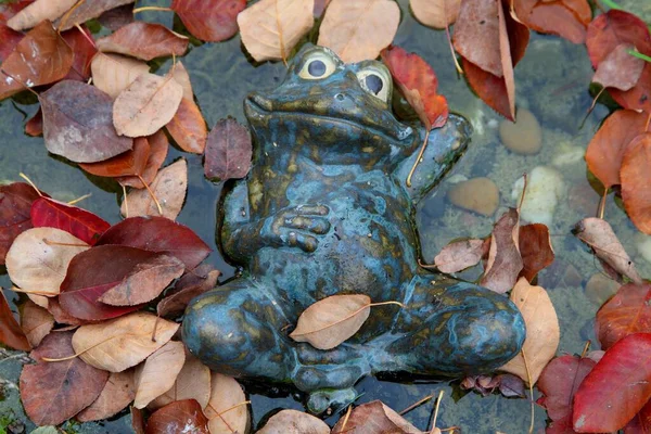 花园池塘里树叶中间的青蛙 — 图库照片