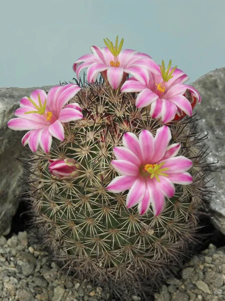 stock image Nipple cactus (Mammillaria) blossfeldiana