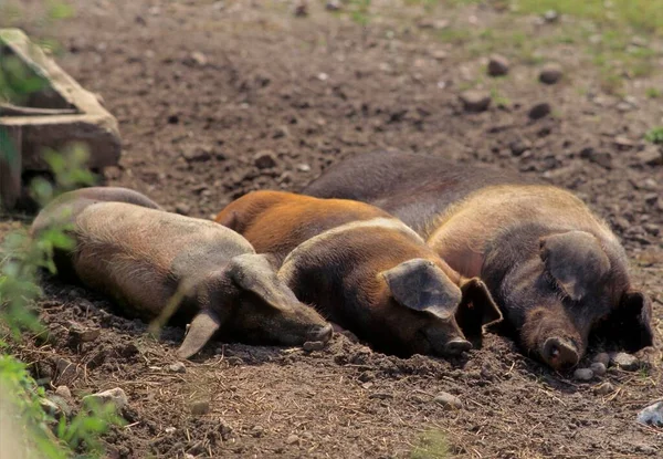 赤ブレストフスプロテスト豚 デンマークのプロテスタント豚 ドイツのサドルバック豚師団赤ブレスト夫豚 — ストック写真