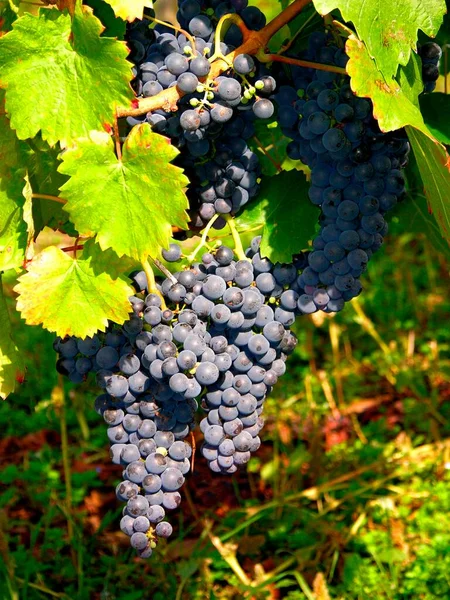 Cépages Vigne Vin Rouge — Photo