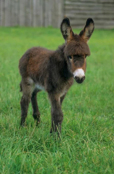 Donkey Dwarf Donkey Paddock Portrait — Stock Photo, Image