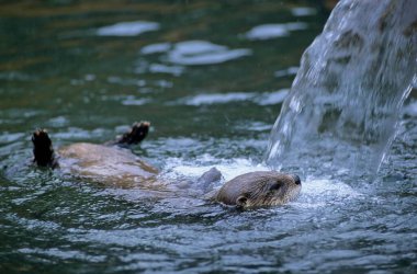 Canadian otter, north american river otter (Lontra canadensis), Babyzoo Wingst clipart