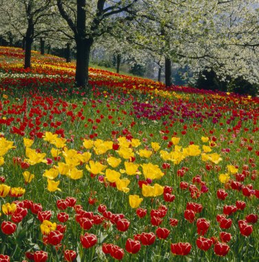 colorful tulips in the garden  clipart