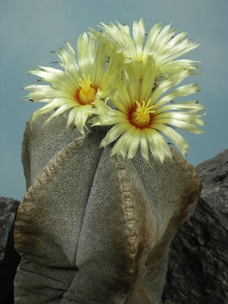 Astrophytum coahuilense, cactus, cactus plant with blossoms, cactus, cactus plant with blossoms