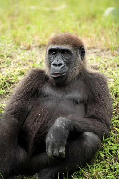 Westlicher Flachlandgorilla Gorilla Gorilla Gorilla Gorilla Gorilla Erwachsener Fütterung Flachlandgorilla — Stockfoto