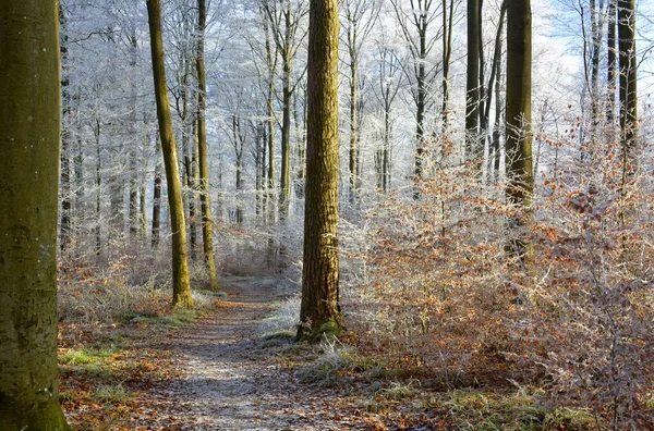 Maulbronn Raureif Wald — Photo