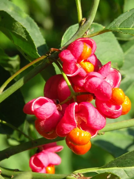 Common Spindle Bush European Spindle Euonymus Europaeus Spindle Tree Spindle — Stock Photo, Image