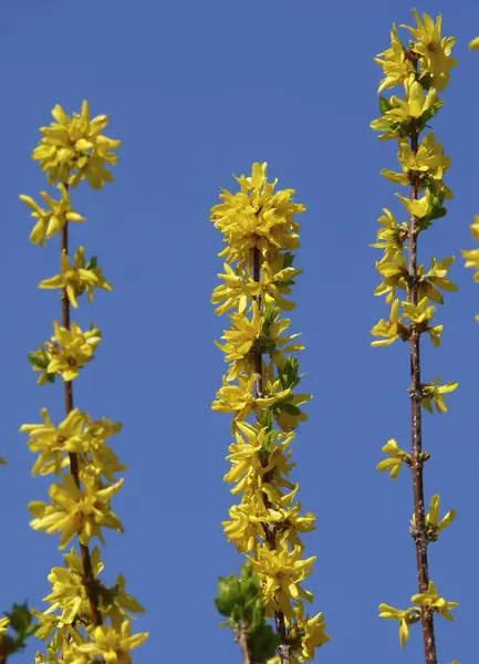 Fiori Forsizia Lilla Dorata Campane Oro Fiori Palo — Foto Stock