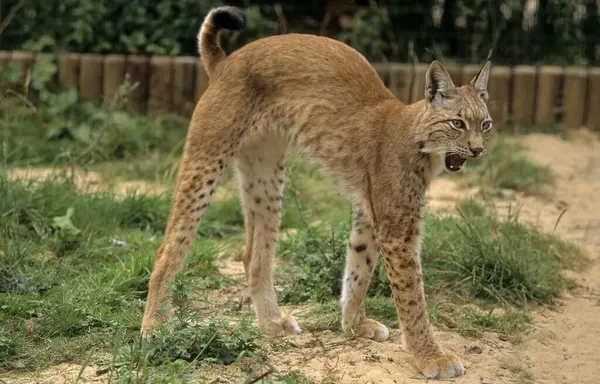 Angstige Euraziatische Lynx Dierentuin — Stockfoto