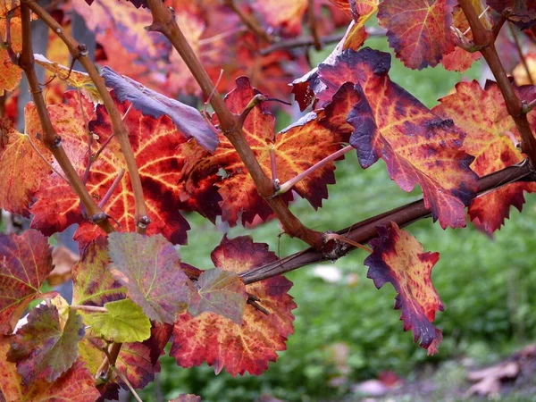 Цветные Листья Винограда Осенью Золотой Октябрь Виноградная Лоза Vitis Vinifera — стоковое фото
