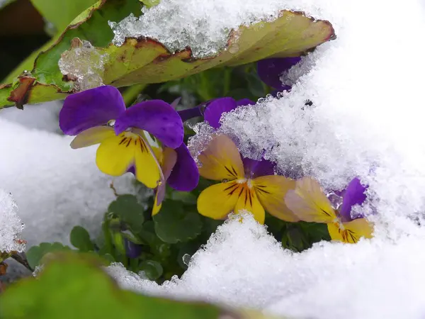 Kwiaty Pod Śniegiem Zbliżenie — Zdjęcie stockowe
