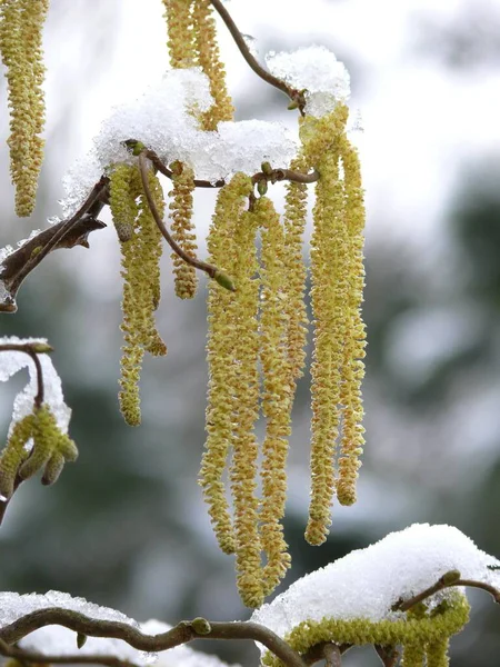 Kwiat Orzecha Laskowego Kiełbasa Orzechów Laskowych Śniegiem Orzech Pospolity Corylus — Zdjęcie stockowe