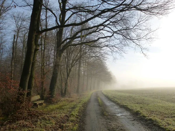 生物武器 靠近茂布林的地方 森林边的田野小径上有雾 — 图库照片