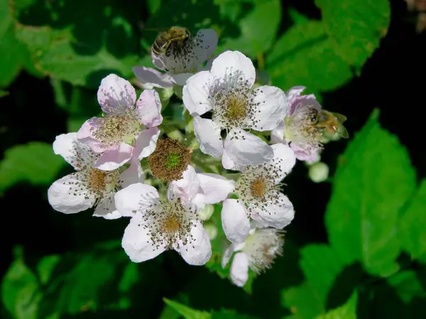 Bloeiende Bramen Struiken Bramen Rubus Fruticosa Agg Bloeiende Bramenstruiken Bramen — Stockfoto