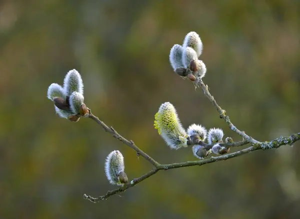 Söğüt Çiçeği Söğüt Çiçeği Keçi Söğüdü Salix Caprea — Stok fotoğraf