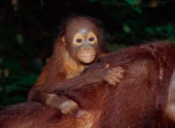 Młody Bornean Orangutan Pongo Pygmaeus Lata Dziecko Zwierząt Borneo Malezja — Zdjęcie stockowe
