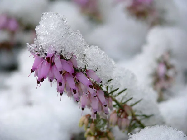 Karlı Çiçekler Karlı Funda Erica Funda Fundalıkta — Stok fotoğraf